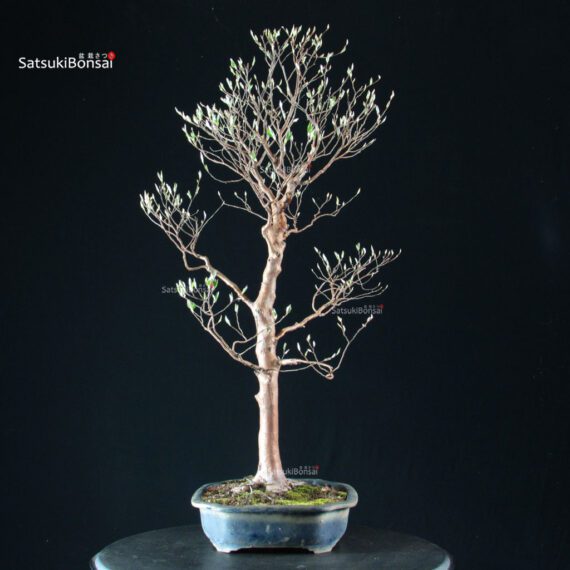 Stewartia Monadelpha - Himeshara - immagine 2