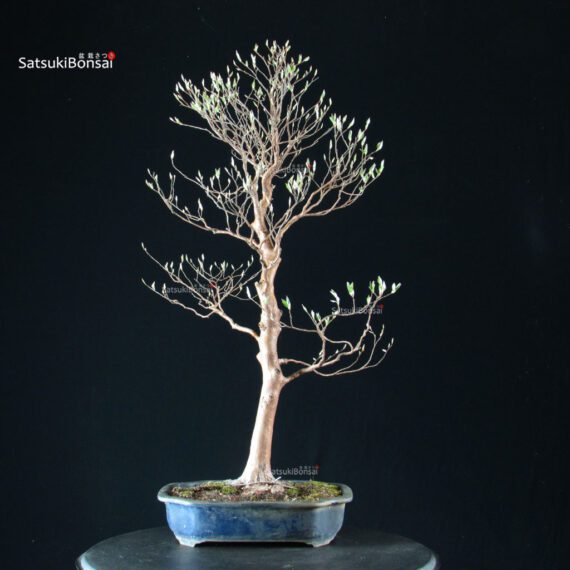 Stewartia Monadelpha - Himeshara - immagine 3