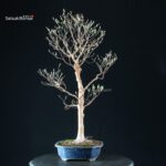 Stewartia Monadelpha - Himeshara - immagine 4