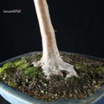 Stewartia Monadelpha - Himeshara - immagine 5