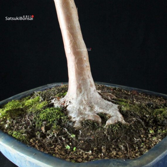 Stewartia Monadelpha - Himeshara - immagine 5