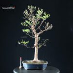 Stewartia Monadelpha - Himeshara