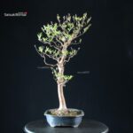 Stewartia Monadelpha - Himeshara - immagine 2