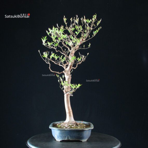 Stewartia Monadelpha - Himeshara - immagine 2