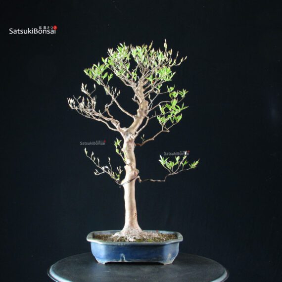 Stewartia Monadelpha - Himeshara - immagine 3