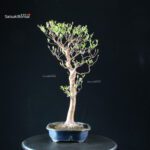 Stewartia Monadelpha - Himeshara - immagine 4