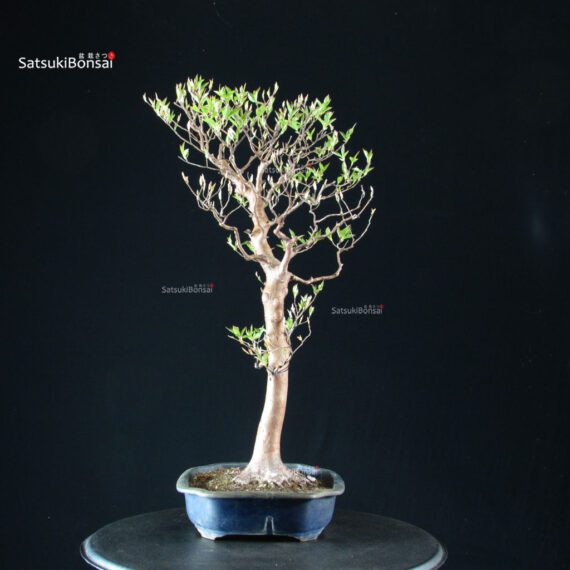 Stewartia Monadelpha - Himeshara - immagine 4