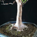 Stewartia Monadelpha - Himeshara - immagine 5