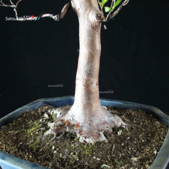 Stewartia Monadelpha - Himeshara - immagine 5