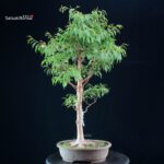 Stewartia Monadelpha - Himeshara