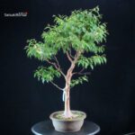 Stewartia Monadelpha - Himeshara - immagine 2