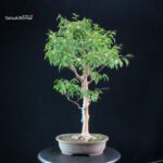 Stewartia Monadelpha - Himeshara - immagine 3