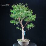 Stewartia Monadelpha - Himeshara - immagine 4