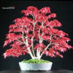 Acero palmato var. Deshojo