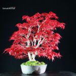 Acero palmato var. Deshojo - immagine 2