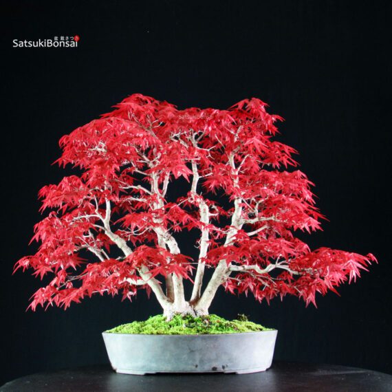 Acero palmato var. Deshojo - immagine 3