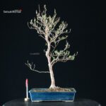 Stewartia Monadelpha - Himeshara - immagine 5