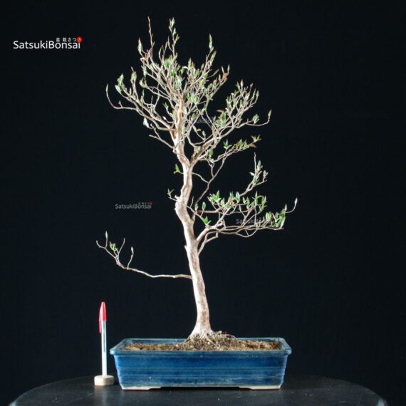 Stewartia Monadelpha - Himeshara - immagine 5