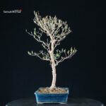 Stewartia Monadelpha - Himeshara - immagine 6