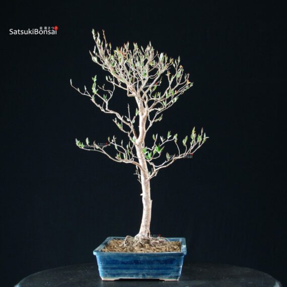 Stewartia Monadelpha - Himeshara - immagine 6