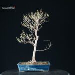 Stewartia Monadelpha - Himeshara - immagine 7