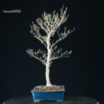 Stewartia Monadelpha - Himeshara - immagine 8