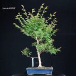 Stewartia Monadelpha - Himeshara