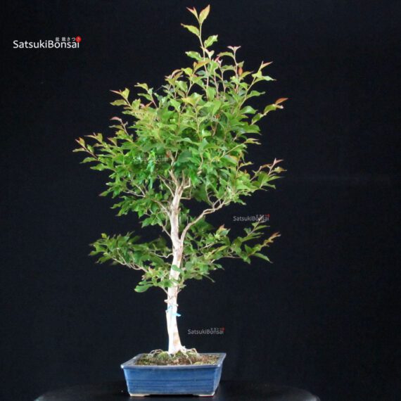 Stewartia Monadelpha - Himeshara - immagine 2