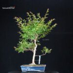 Stewartia Monadelpha - Himeshara - immagine 3