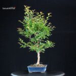 Stewartia Monadelpha - Himeshara - immagine 4