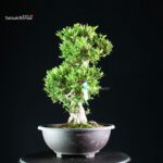 Azalea Satsuki JUKOKAN - immagine 8