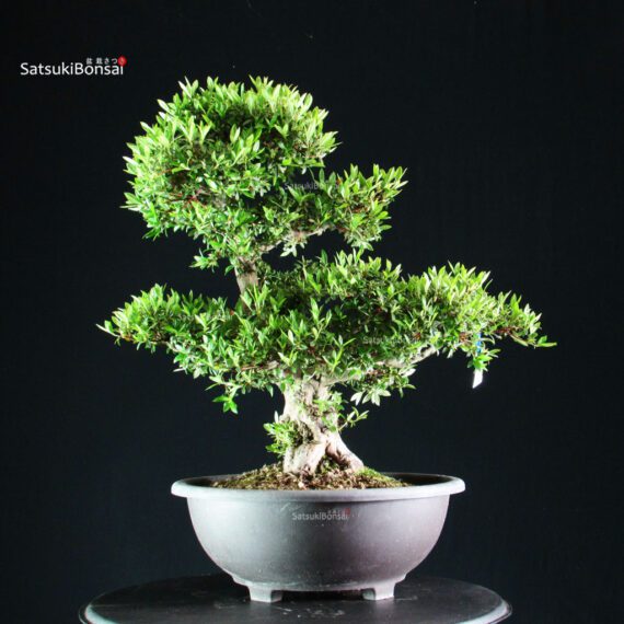 Azalea Satsuki JUKOKAN - immagine 9