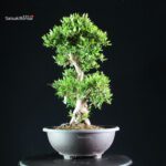 Azalea Satsuki JUKOKAN - immagine 10