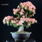 Azalea Satsuki JUKOKAN