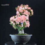 Azalea Satsuki JUKOKAN - immagine 3