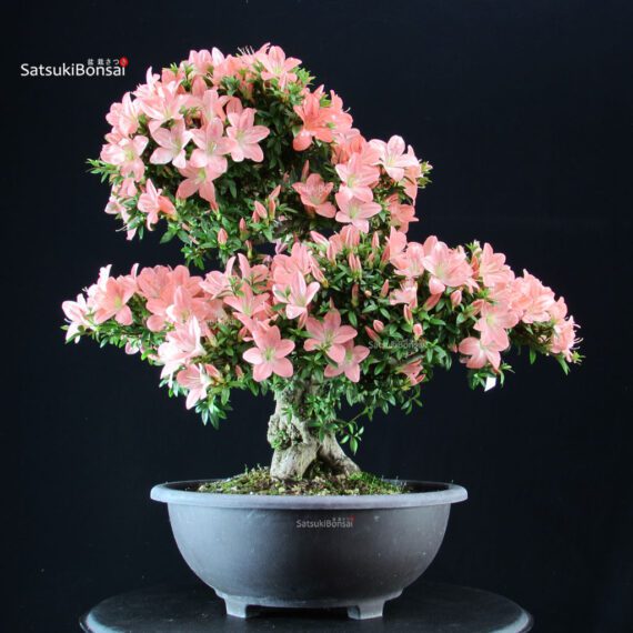 Azalea Satsuki JUKOKAN - immagine 4