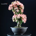 Azalea Satsuki JUKOKAN - immagine 5