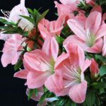 Azalea Satsuki JUKOKAN - immagine 2