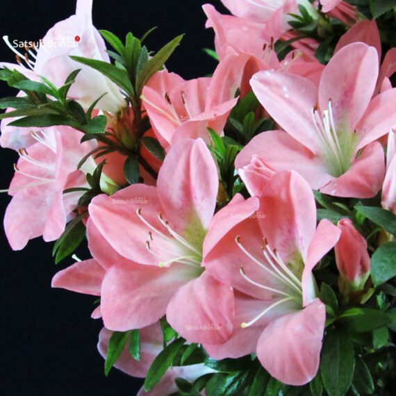 Azalea Satsuki JUKOKAN - immagine 2