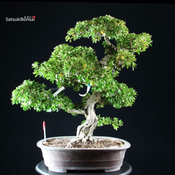 Azalea Satsuki KUNPU - immagine 7