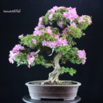 Azalea Satsuki KUNPU - immagine 4