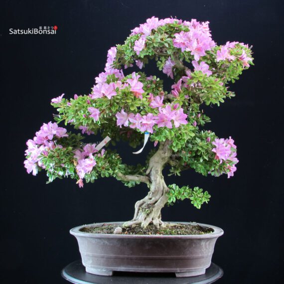 Azalea Satsuki KUNPU - immagine 4