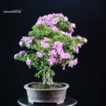 Azalea Satsuki KUNPU - immagine 3