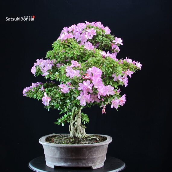 Azalea Satsuki KUNPU - immagine 3