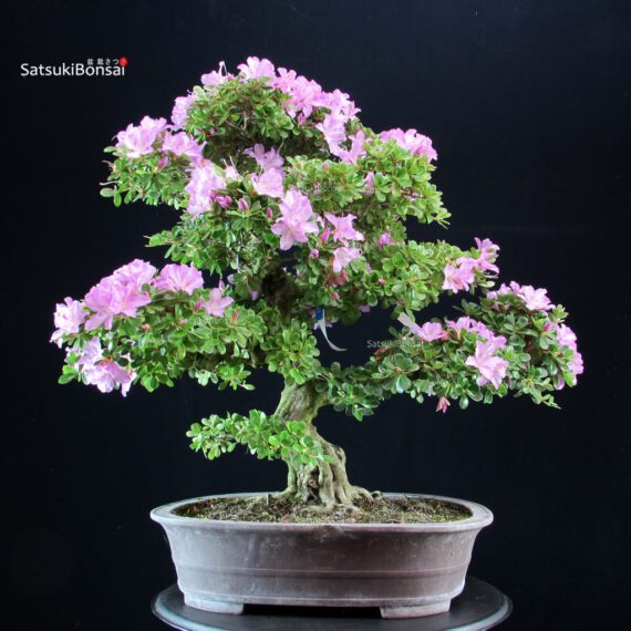 255360_7-satsuki-Kunpu Azalea Satsuki KUNPU - immagine 1