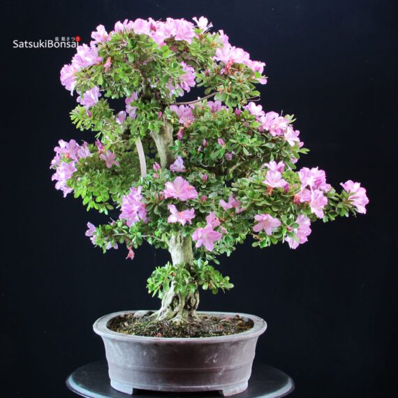 Azalea Satsuki KUNPU - immagine 5