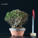 Azalea Satsuki SAOTOME