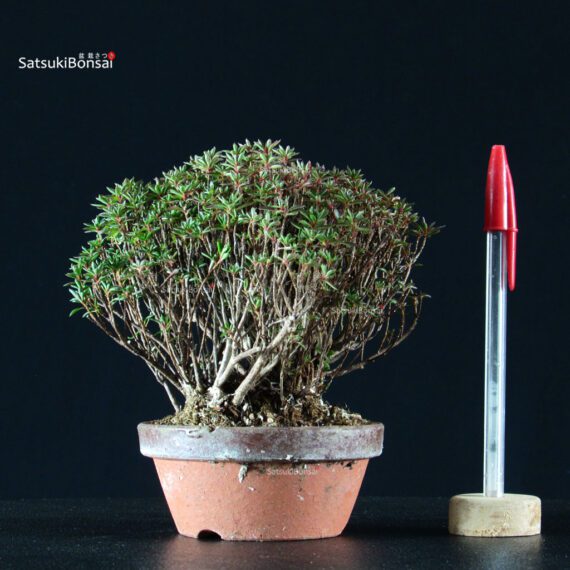 255539_1-Satsuki-azalea-Saotome Azalea Satsuki SAOTOME - immagine 1