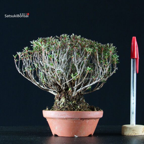 Azalea Satsuki SAOTOME - immagine 1