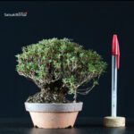 Azalea Satsuki SAOTOME